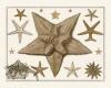 Seba B2 008 Starfish